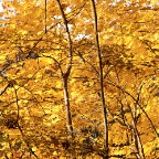 Autumn Munich 06
