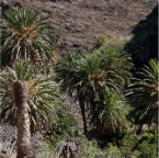 La Gomera_08